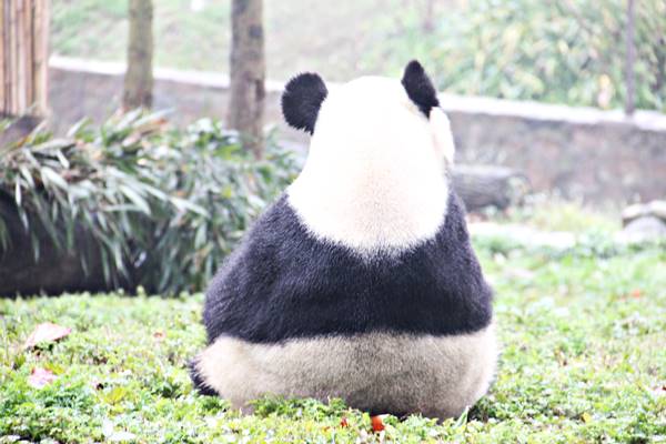 【都江堰】中国大熊猫保護研究中心都江堰基地