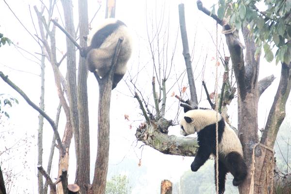 パンダってアクロバティックに木に登るんですね！